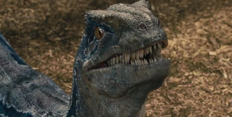 Jurassic World: Reino Ameaçado | Blue é oficialmente a personagem mais importante