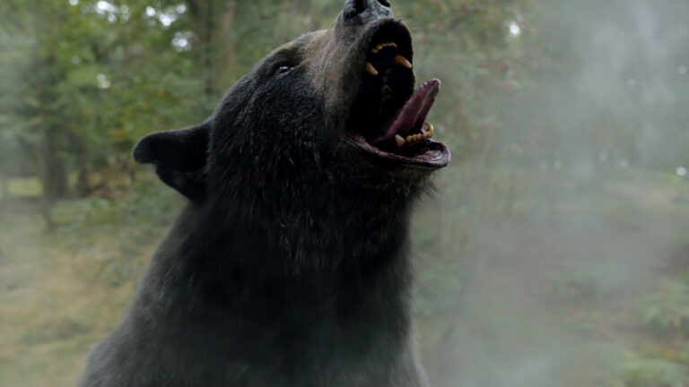 O Urso do Pó Branco: Conheça a história real do urso, que virou filme