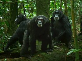 O Império dos Chimpanzés: Conheça alguns nomes marcantes