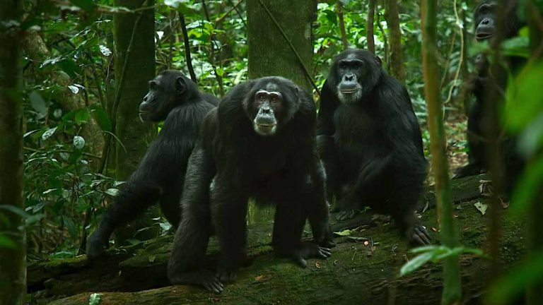 O Império dos Chimpanzés: Conheça alguns nomes marcantes